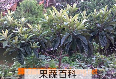 果蔬百科如何扦插枇杷树