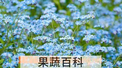 果蔬百科勿忘我花养殖方法大全