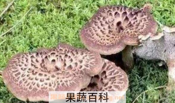 獐子菌的功效及作用 獐子菌的禁忌