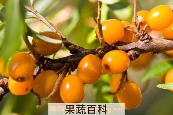 沙棘排毒的功效与作用 沙棘排毒的原理