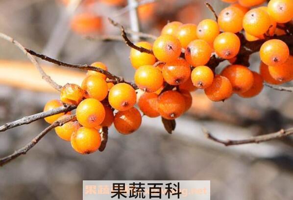 沙棘排毒的功效与作用 沙棘排毒的原理