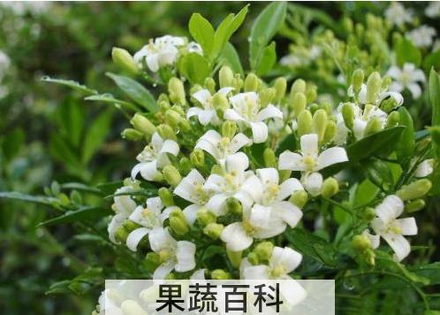 果蔬百科七里香的养殖方法及注意事项