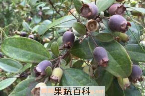 地稔子的作用和功效
