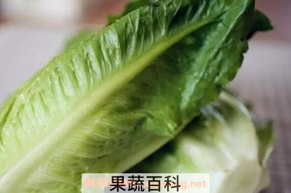 罗马生菜的功效与作用
