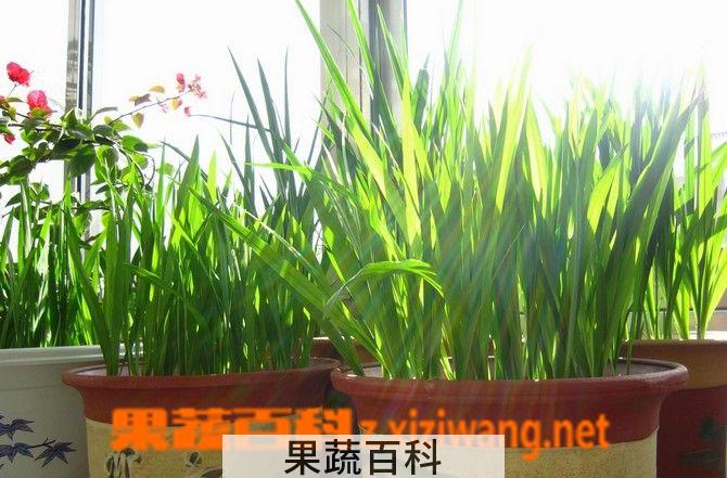 果蔬百科香雪兰什么时候种