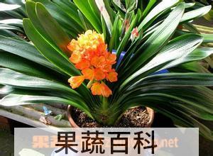 果蔬百科君子兰浇水方法 君子兰浇水注意事项