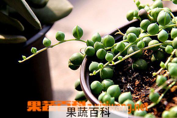 果蔬百科圆佛珠的养殖方法注意事项