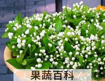 果蔬百科茉莉的养殖方法技巧