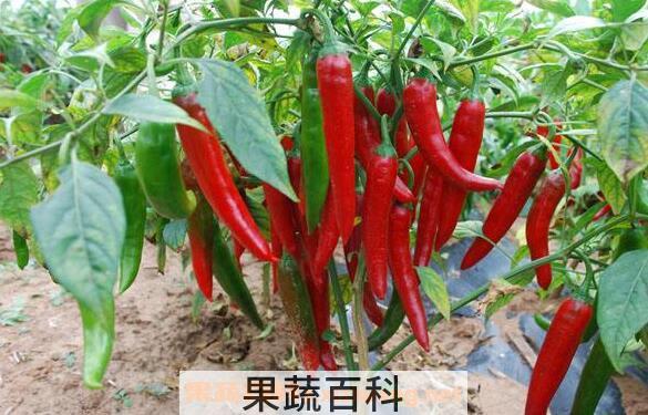 辣椒柄有什么作用 辣椒柄作用介绍
