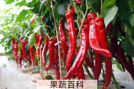 辣椒柄有什么作用 辣椒柄作用介绍