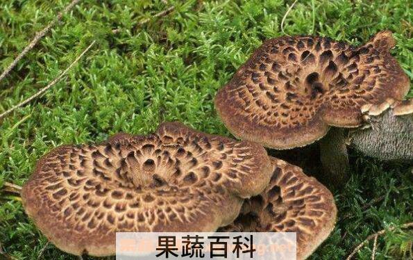  虎掌菌的功效与作用