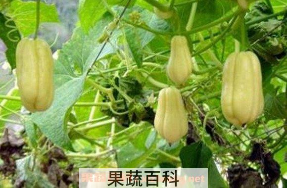 白佛手瓜