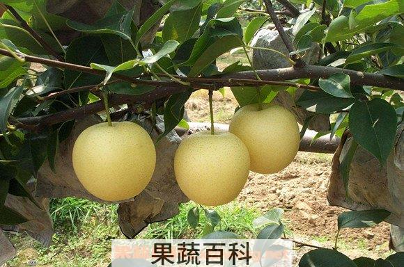 梨汁