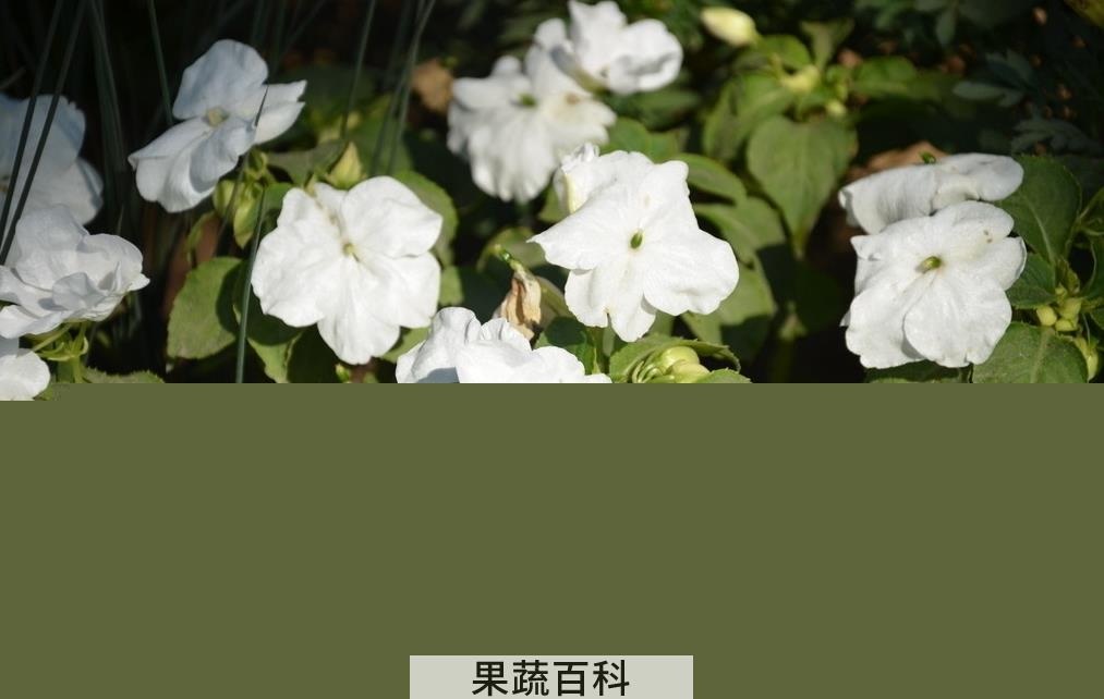果蔬百科白凤仙花怎么养 白凤仙花作用