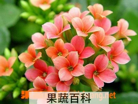 果蔬百科羽叶长寿花的养殖方法详解