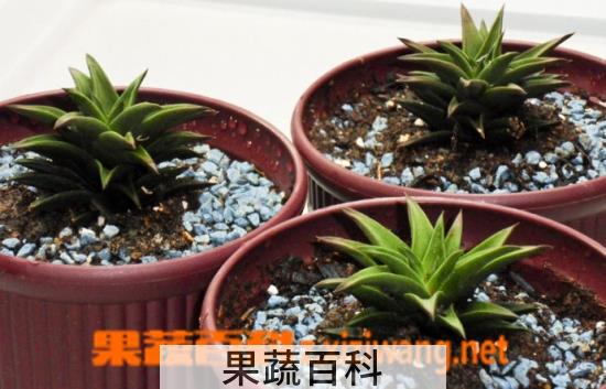 果蔬百科多肉换盆步骤 多肉换盆需要什么土