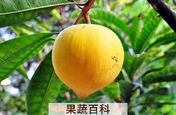 蛋黄果