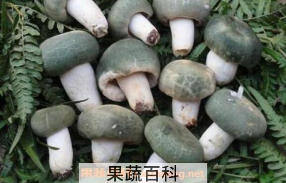 青头菌的功效与作用 青头菌的食用方法