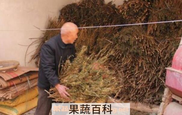 辣椒杆有什么用处 辣椒杆粉碎后做什么用