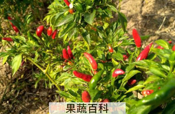 辣椒杆有什么用处 辣椒杆粉碎后做什么用