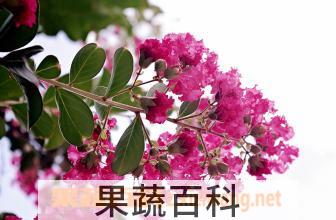 果蔬百科紫薇花的养殖方法注意事项