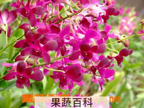 果蔬百科石斛兰怎么养 石斛兰花的养殖方法