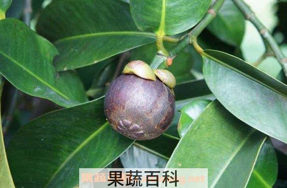 山竹