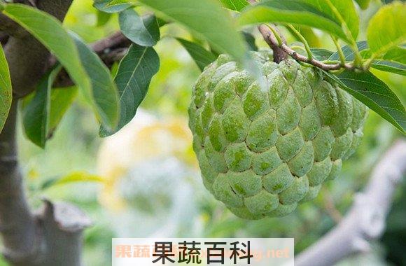 释迦果