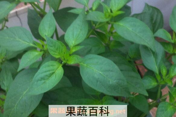 野辣椒叶的功效与作用