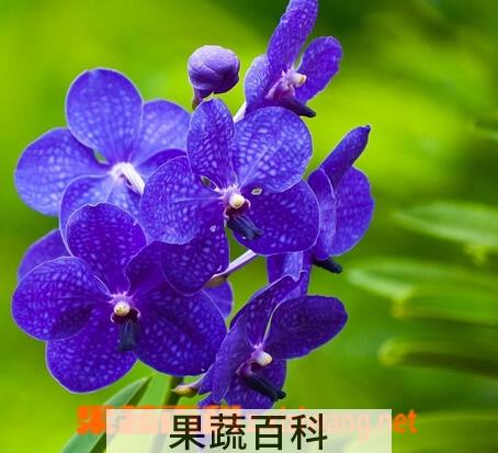 果蔬百科蝴蝶兰的养殖方法和注意事项