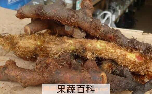 爬岩姜泡酒的作用 爬岩姜泡酒有什么功效