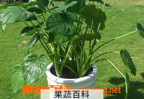 果蔬百科滴水观音烂根怎么办
