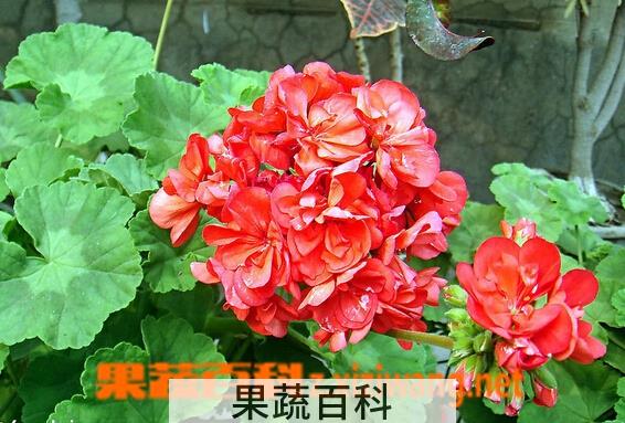 果蔬百科天竺葵叶子发黄的原因与处理方法