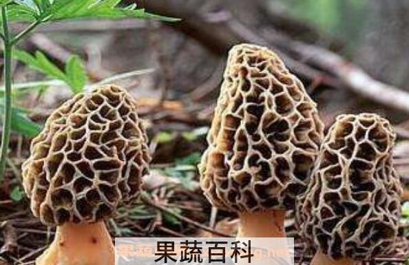 羊肚菌的功效与作用 吃羊肚菌的好处