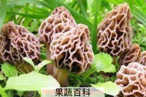 羊肚菌的功效与作用 吃羊肚菌的好处