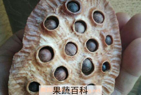 莲蓬壳煮水喝的功效与禁忌
