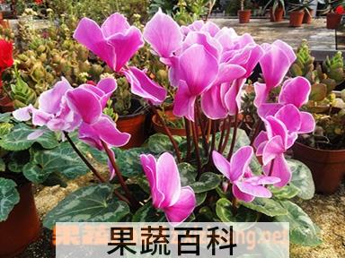 果蔬百科仙客来怎么养 仙客来的养殖方法