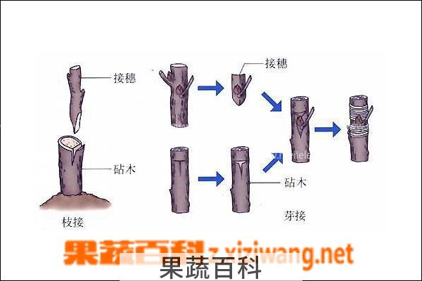 果蔬百科枣树嫁接方法介绍