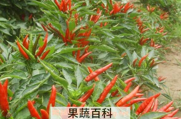小米椒挑选 挑选小米椒的方法技巧