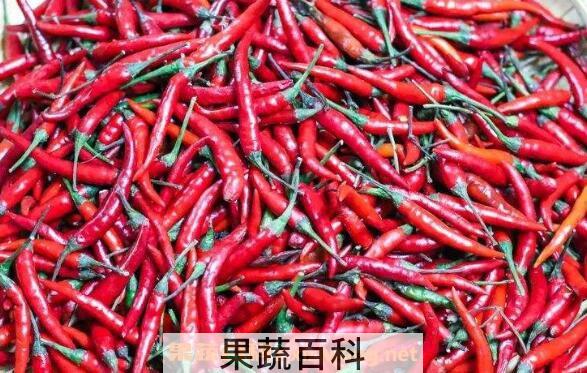 小米椒挑选 挑选小米椒的方法技巧