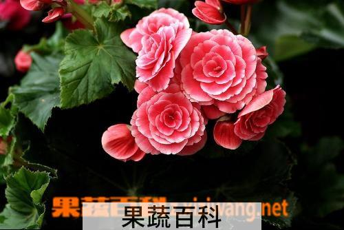 果蔬百科海棠的种类图片