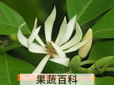 果蔬百科白兰花怎么养 白兰花的养殖方法和注意事项