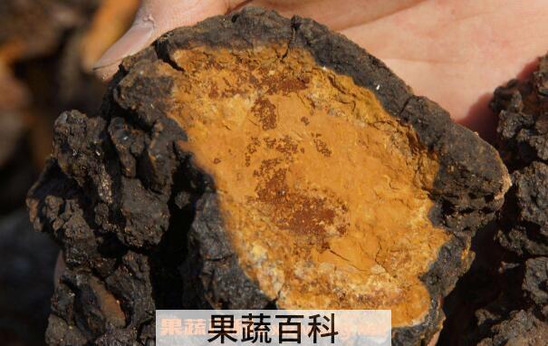 桦树茸的功效与作用 桦树茸的副作用