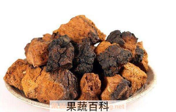 桦树茸的功效与作用 桦树茸的副作用