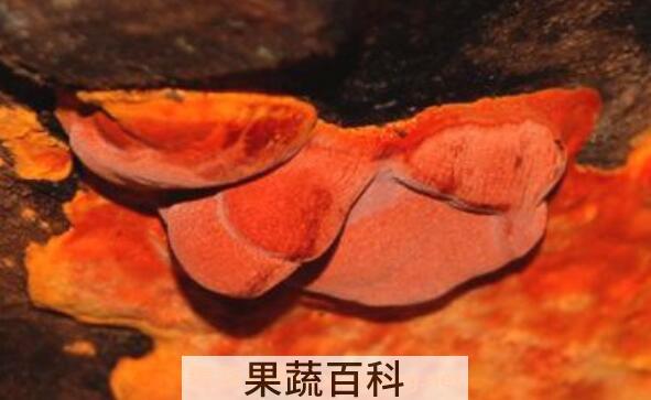 牛樟芝的功效与作用 牛樟芝的药用价值