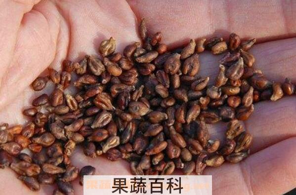 葡萄籽的功效 女人吃葡萄籽的副作用