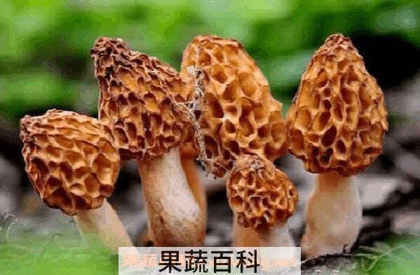 野生菌的功效与作用 常见野生菌有哪些