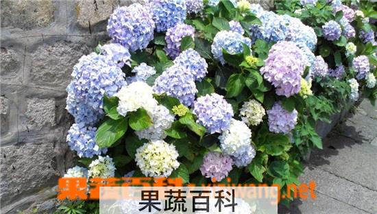 果蔬百科绣球花图片 绣球花的养殖方法