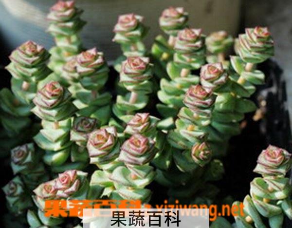 果蔬百科钱串子图片 钱串子养殖方法详解