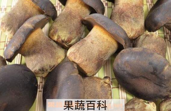 牛肝菌的功效与作用